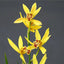 [Bare-root] #XL# Cymbidium (Chian-Tzy Mascot x Gold Rules) 'Zhu-Que' 香蘭朱雀 [BS/3GRS][Wishlist]