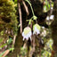 [Bare-root] Utricularia asplundii	阿斯普伦德狸藻(附生)[Wishlist]