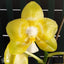 [Bare-Root] Phal. Yaphon Christmas '860' 聖誕 '860' [Wishlist]