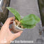 [Bare-Root] Phal. Yaphon Christmas '860' 聖誕 '860' [Wishlist]