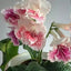 [Bare-root] Streptocarpus ‘VaT Mandarinka’ 鸳鸯（变色品种）堇兰 [Wishlist]