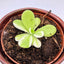 [Bare-root]Pinguicula agnata 纯真捕虫堇 [Wishlist]