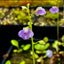 [Bare-root]Utricularia calycifida	双裂苞狸藻 [Wishlist]