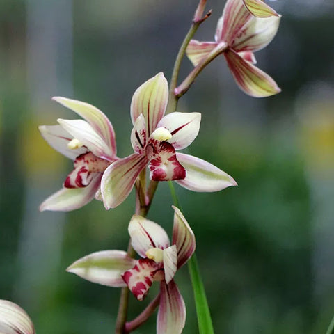 [Bare-root][Import AS-IS] #CC# Cym. ensifolium 'Yu-Ru-Jiao' 建蘭玉如嬌 [BS/3GRS][Sept Preorder 26]