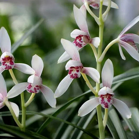 [Bare-root][Import AS-IS] #CC# Cym. ensifolium 'Yu-Bai-Dan-Hong' 建蘭玉白丹紅 [BS/3GRS][Sept Preorder 26]