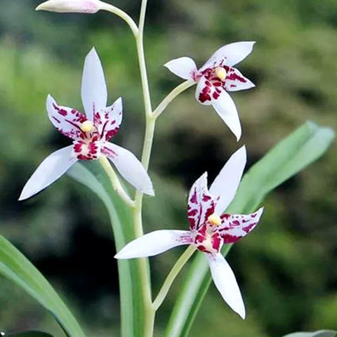 [Bare-root][Import AS-IS] #CC# Cym. ensifolium 'Xue-Wu-Hong-Chen' 建蘭雪舞紅塵 [BS/3GRS][Sept Preorder 26]