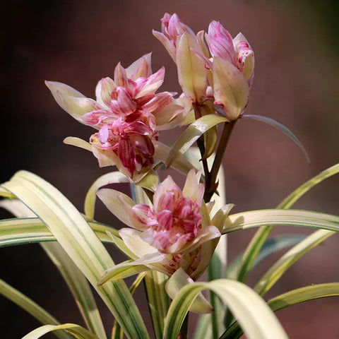 [Bare-root][Import AS-IS] #CC# Cym. ensifolium 'Tian-He-Mu-Dan' 建蘭天鶴牡丹 [BS/3GRS][Sept Preorder 26]