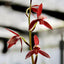 [Bare-root] #CC# Cym. ensifolium 'Mu-Shan-Zi' 建蘭暮山紫 [BS/3GRS][Wishlist]