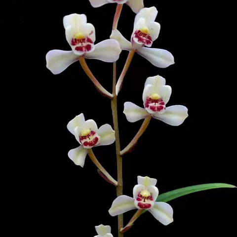 [Bare-root][Import AS-IS] #CC# Cym. ensifolium 'Hua-Xian-Zi' 建蘭花仙子 [BS/3GRS][Sept Preorder 26]