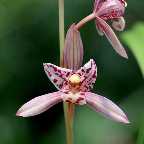 [Bare-root][Import AS-IS] #CC# Cym. ensifolium 'Hong-San-Niang' 建蘭紅三娘 [BS/3GRS][Sept Preorder 26]