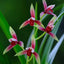[Bare-root] #CC# Cym. ensifolium 'Guo-Hun' 建蘭國魂 [BS/3GRS][Wishlist]