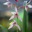 [Bare-root] #CC# Cym. ensifolium 'Gui-Fu-Ren' 建蘭貴夫人 [BS/3GRS][Wishlist]