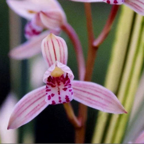 [Bare-root][Import AS-IS] #CC# Cym. ensifolium 'Ba-Bao-Qi-Zhen' 建蘭八寶奇珍 [BS/3GRS][Sept Preorder 26]