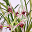 [Bare-root] #CC# Cym. dayanum f. variegata 小松蘭錦 [BS/3GRS][Wishlist]