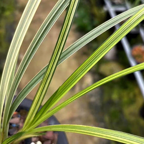 [Bare-root][Import AS-IS] #CC# Cym. dayanum f. variegata 小松蘭錦 [BS/3GRS][Sept Preorder 26]