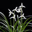 [Bare-root] #CC# Cym. tortisepalum 'Da-Xue-Su' 蓮瓣大雪素 [BS/3GRS][Wishlist]