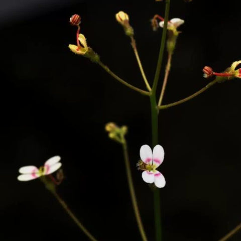 [Bare-root][New] #CP# Stylidium petiolare長柄花柱草 [1.7" SD][Sept in stock]