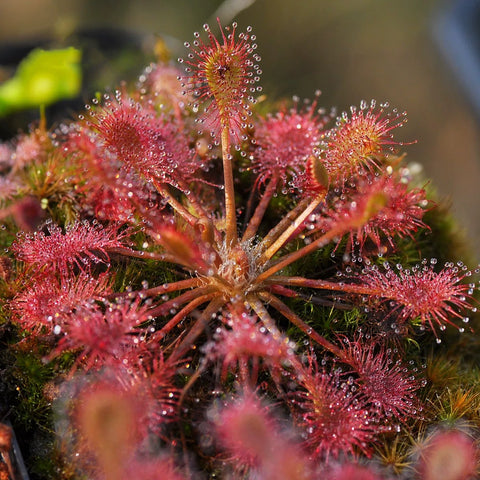 [Bare-root][New] #CP# Drosera × belezeana 貝莉茅膏菜 [1.7" SD][Sept in stock]