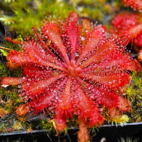 [Bare-root][New] #CP# Drosera spatulata var. lovellae 洛弗麗茅膏菜 [1.7" SD][Sept in stock]