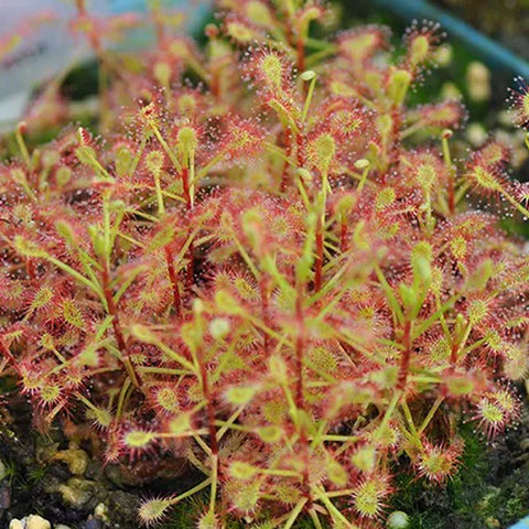 [Bare-root][New] #CP# Drosera madagascariensis 馬達加斯加茅膏菜 [1.7" SD][Sept in stock]