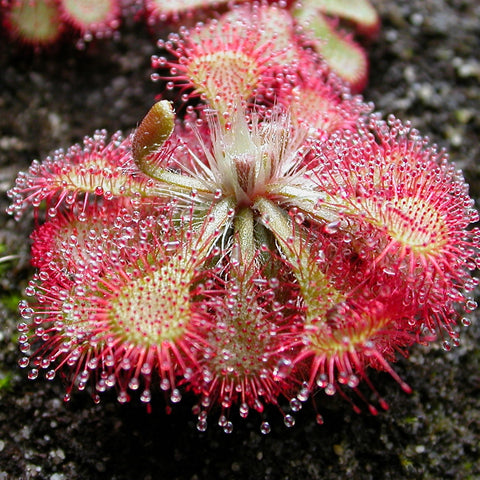 [Bare-root][New] #CP# Drosera hamiltonii 漢密爾頓茅膏菜 [1.7" SD][Sept in stock]