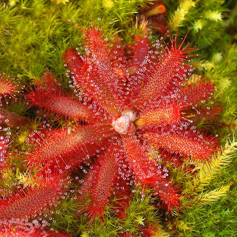 [Bare-root][New] #CP# Drosera graomogolensis 格拉莫哥茅膏菜 [1.7" SD][Sept in stock]