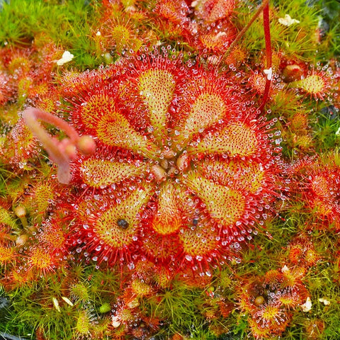 [Bare-root][New] #CP# Drosera dielsiana 迪爾斯茅膏菜 [1.7" SD][Sept in stock]