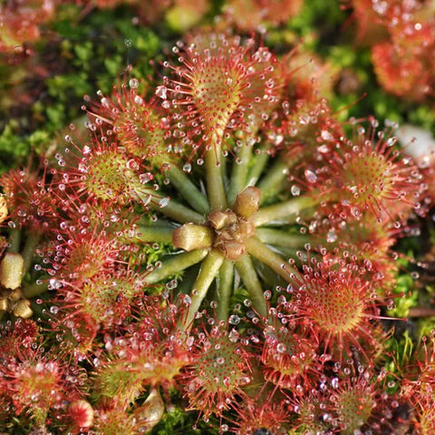 [Bare-root][New] #CP# Drosera capillaris 絨毛茅膏菜 [1.7" SD][Sept in stock]