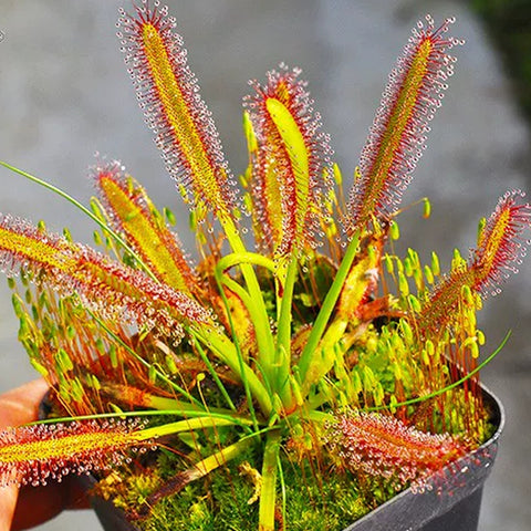 [Bare-root][New] #CP# Drosera capensis 好望角茅膏菜 [1.7" SD][Sept in stock]