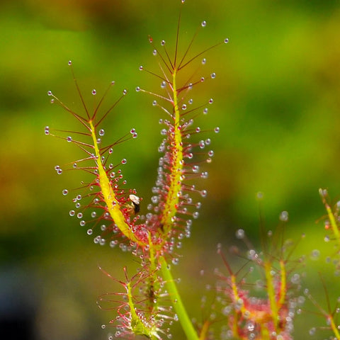 [Bare-root][New] #CP# Drosera binata 叉葉茅膏菜 [1.7" SD][Sept in stock]