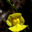 [Bare-root]Utricularia triloba三裂叶狸藻 [Wishlist]