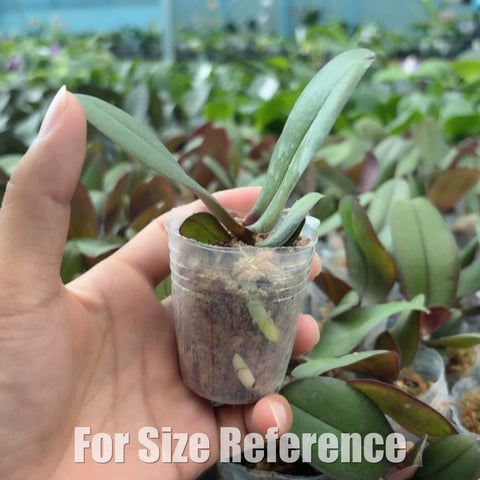 [Bare-root][New] #PA# Phal. NCK Sakura (Peloric) [1.7" NBS][Sept in stock 26]