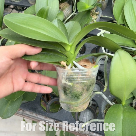 [Bare-root][New] #PA# Phal. Lemon Tarts (Peloric) [2.4" BS][Sept in stock 26]