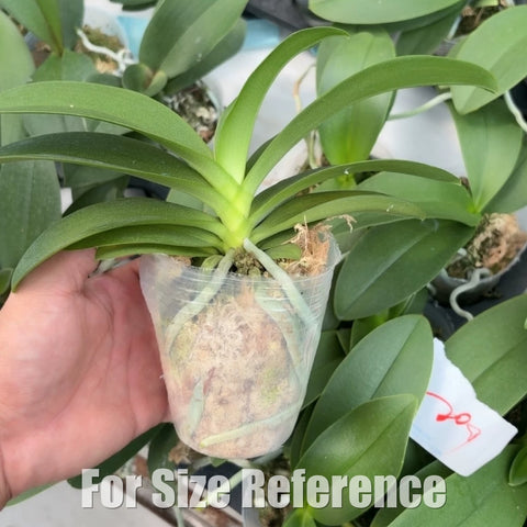 [Bare-root][New] #PA# Phal. Lianher Happy Pearl [2.4" BS][Sept in stock 26]