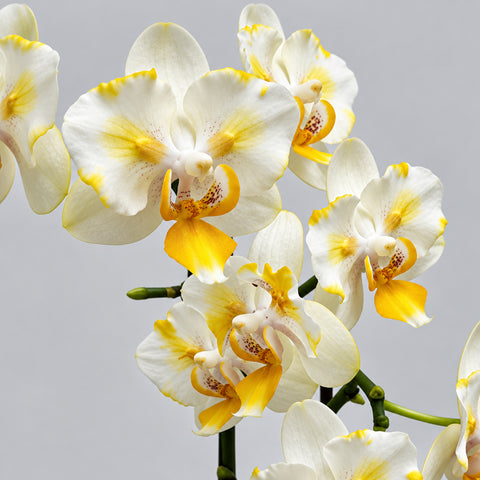 [Bare-root][Import AS-IS] #PA# Phal. Cloud Sunrise Peloric [1.7" NBS][Oct Preorder 26]