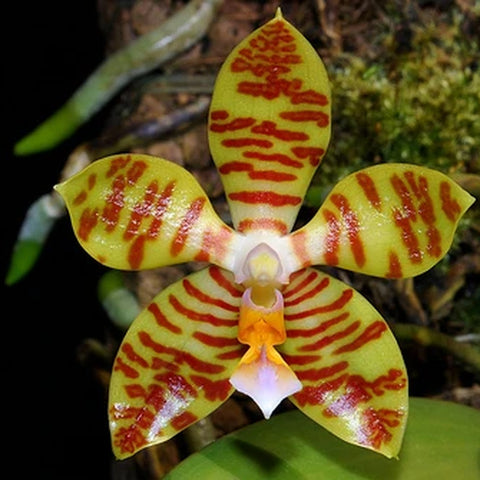 [Bare-root][Import AS-IS] #PA# Phal. reichenbachiana [1.7" NBS][Oct Preorder 26]