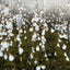 [Bare-root]Utricularia parthenopipes	海妖女狸藻 [Wishlist]