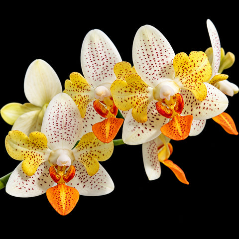 [Bare-root][Import AS-IS] #PA# Phal. Mini Mark 'PF Peloric' (PF-50186) [2.5" BS][Oct Preorder 26]