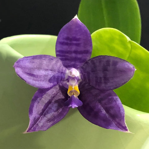 [Bare-root][Import AS-IS] #PA# Phal. LL Blue Lark [2.4" BS][Oct Preorder 26]