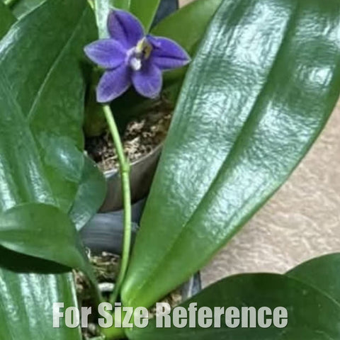 [Bare-root][Import AS-IS] #PA# Phal. LL Blue Lark [2.4" BS][Oct Preorder 26]