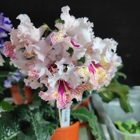 [Bare-root] Streptocarpus ‘Maja’ 大不列颠堇兰 [Wishlist]