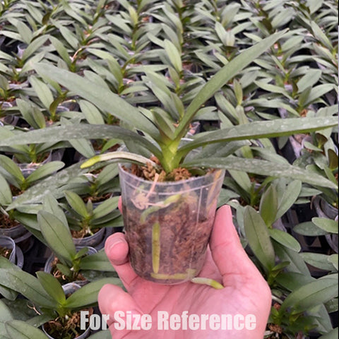 [Bare-Root] Phal. Hatuyuki 'Nagoriyuki' 殘雪 [Wishlist]