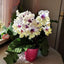 [Bare-root] Streptocarpus ‘Tristan’ 崔斯坦堇兰 [Wishlist]
