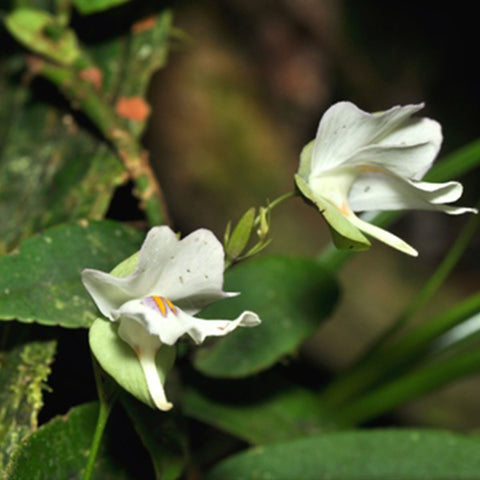 [Bare-root] Utricularia asplundii	阿斯普伦德狸藻(附生)[Wishlist]