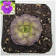 [Bare-root] Pinguicula Cyclosecta 圆切捕虫堇 [Wishlist]