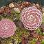 [Bare-root]Pinguicula debbertiana德伯特捕虫堇 [Wishlist]