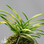 [Bare-root] Neofinetia (V.) falcata 'Setsuzan ' 雪山 [April Neo 26]