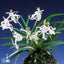 [Bare-root] Neofinetia (V.) falcata 'Shunkyuden ' 春及殿 [April Neo 26]