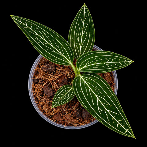 [Bare-root][New] #JO# Ludisia discolor var. alba 'Platinum Vein' MA10 (MC) [1.7" Cutting][Oct in stock 26]