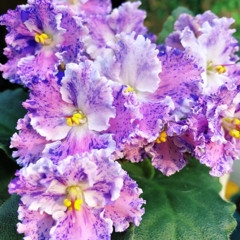 African Violet Snow Edelweiss